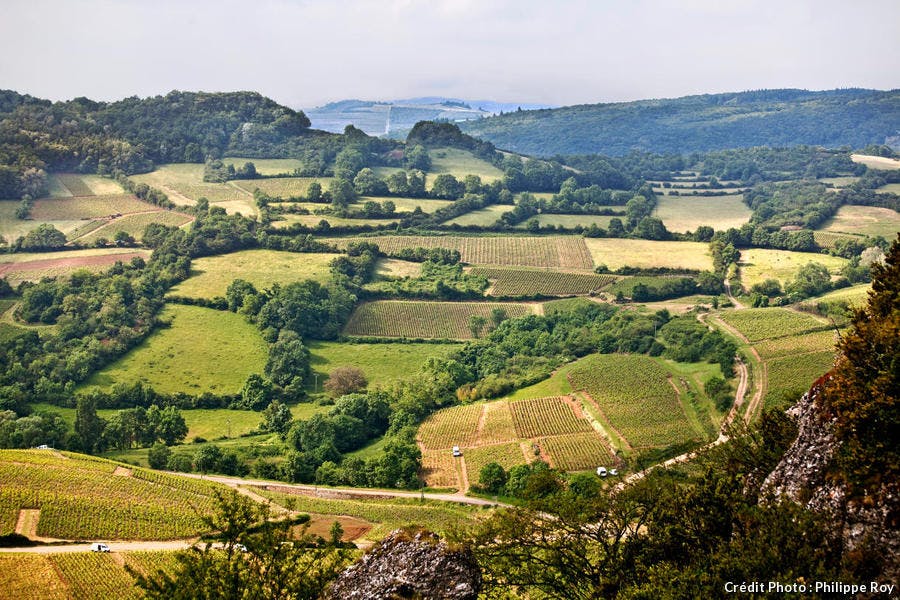 El viñedo de Mâconnais, en Borgoña