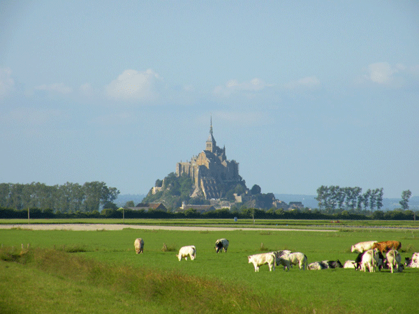 mont-saint-michel-con-vacas
