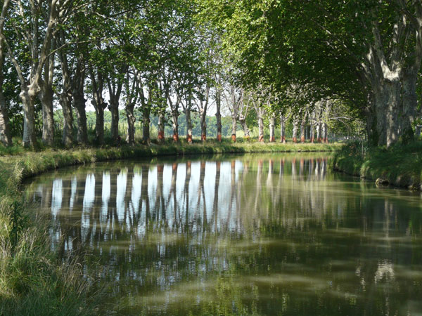 Canal-du-midi, árboles marcados para talar