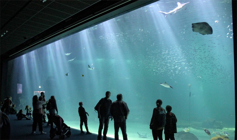 El gran tanque de Nausicaa, el acuario más grande de Europa