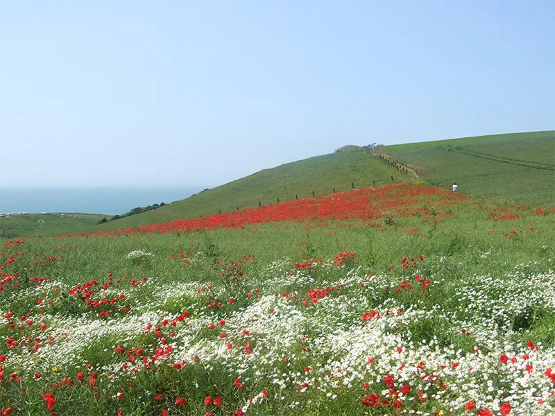 Poppies and daisies in spring in the